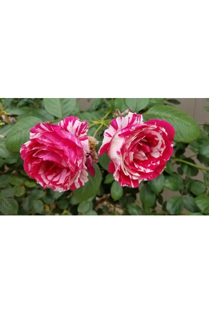 Роза чайно-гибридная Best Impression